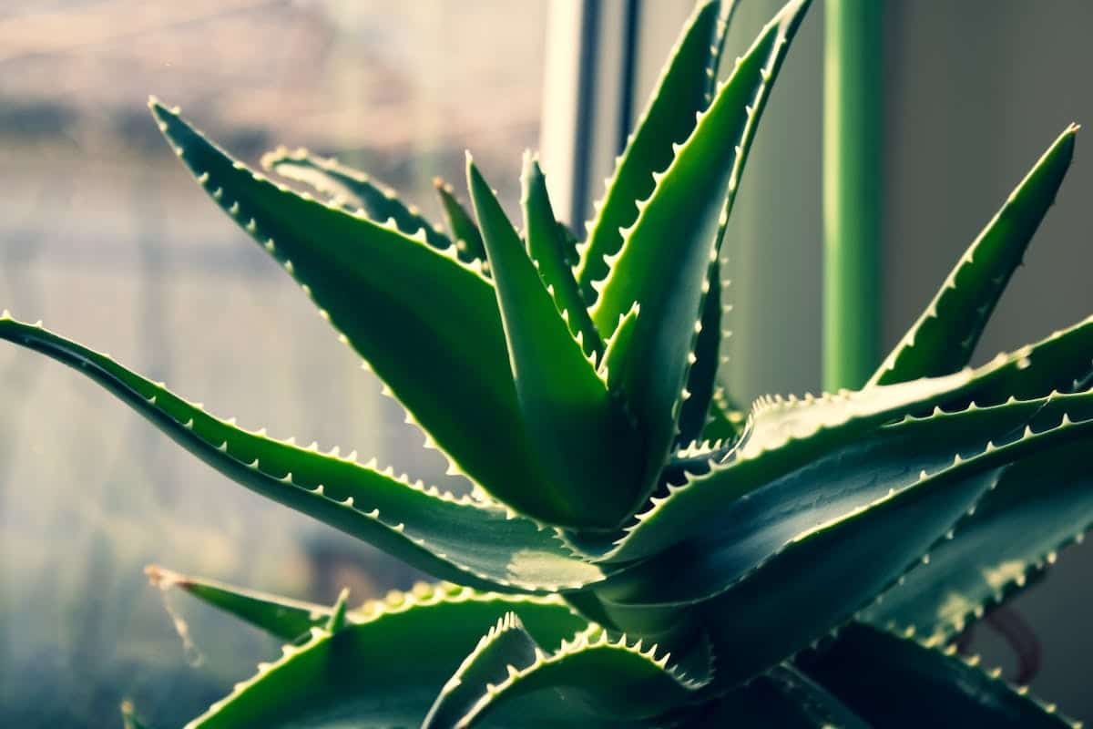 Comment prendre soin de votre plante d’aloe vera pour éviter qu’elle ne tombe ?