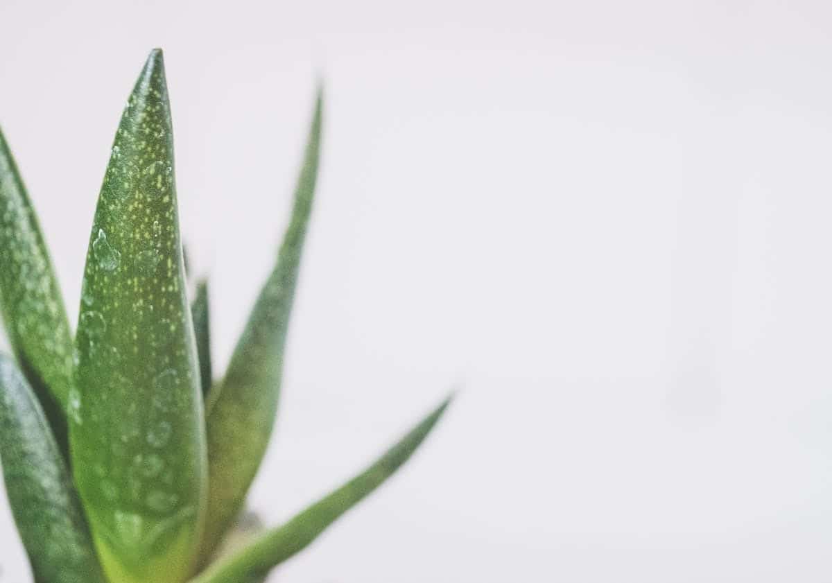 aloe vera
