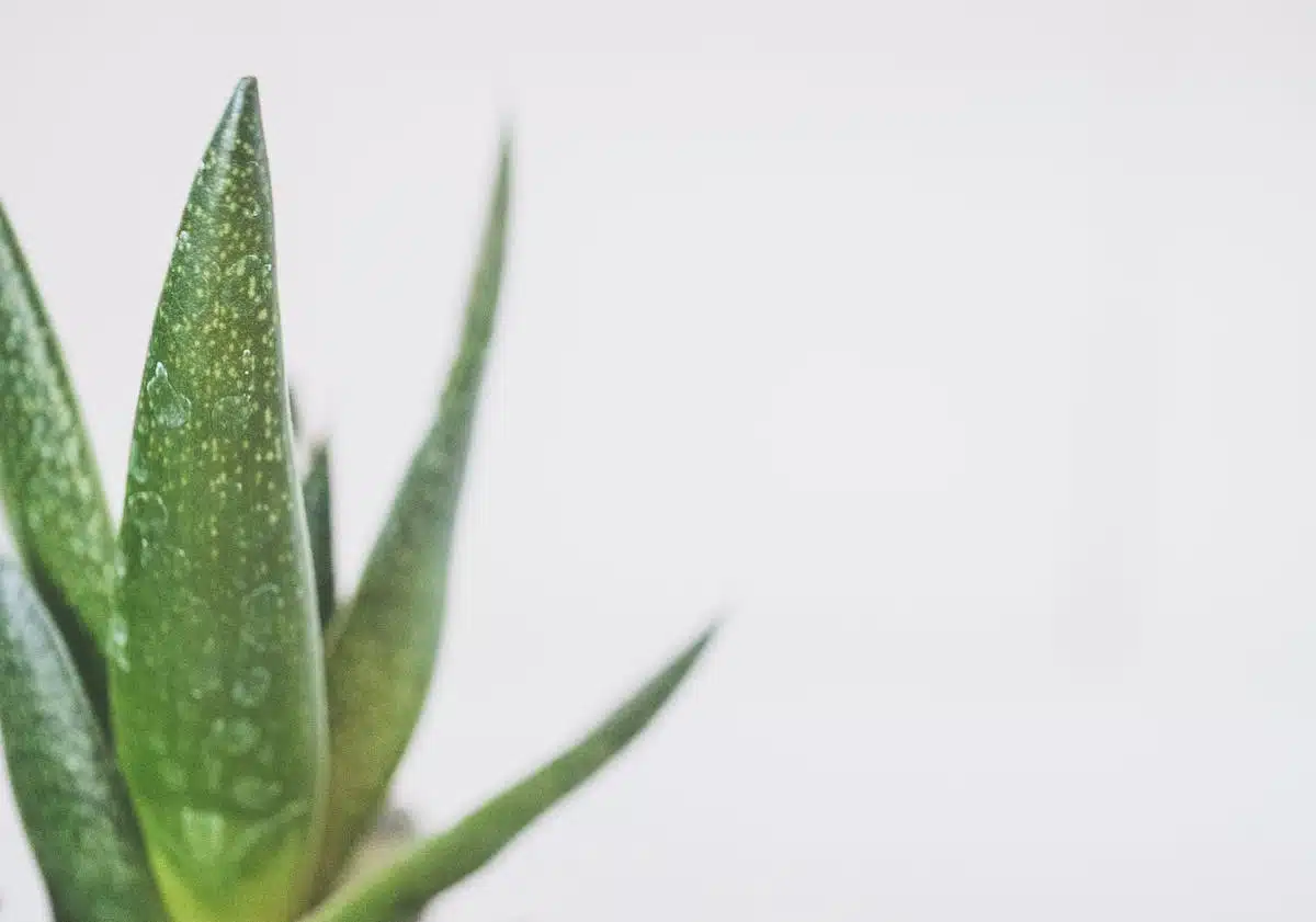 aloe vera