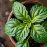 Feuilles de tomates présentant une chlorose internervaire et une décoloration violacée révélatrices de carences nutritionnelles